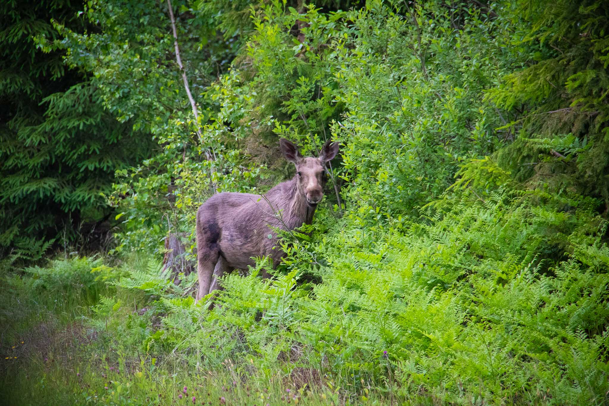 Naturhemligheter I Gnosjöandan